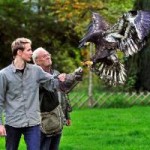 Schnupperkurse der Stauferfalknerei: Könige der Lüfte – Begegnungen mit Adlern