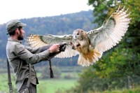 Schnupperkurse der Stauferfalknerei „Mythos Eule“